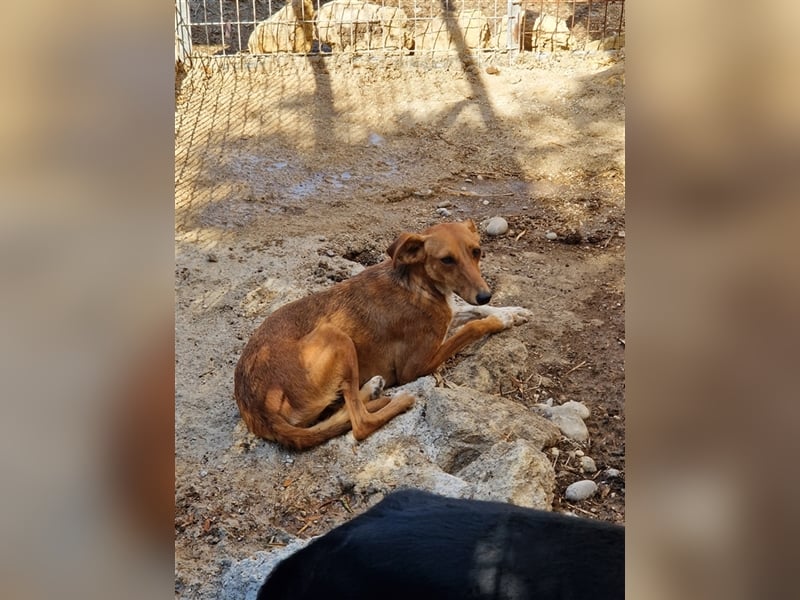 Seelenhund PHIA  (1,5 Jahre) sucht eine Familie!