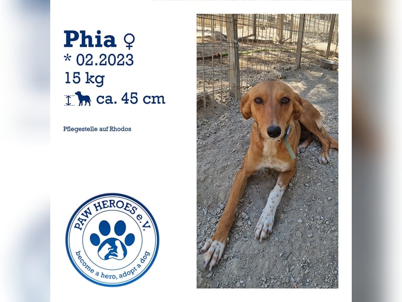 Seelenhund PHIA  (1,5 Jahre) sucht eine Familie!