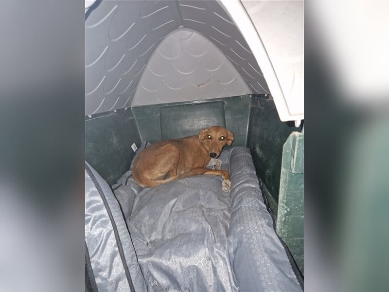 Seelenhund PHIA  (1,5 Jahre) sucht eine Familie!