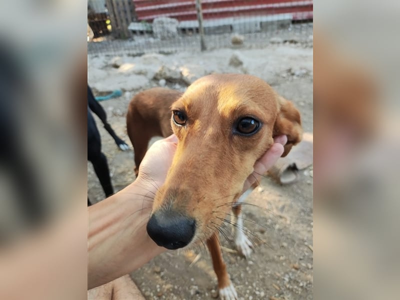 Seelenhund PHIA  (1,5 Jahre) sucht eine Familie!