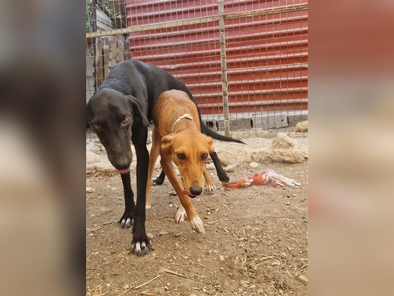 Seelenhund PHIA  (1,5 Jahre) sucht eine Familie!