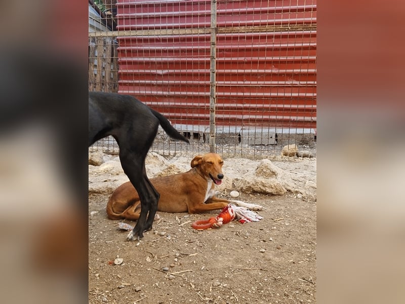 Seelenhund PHIA  (1,5 Jahre) sucht eine Familie!