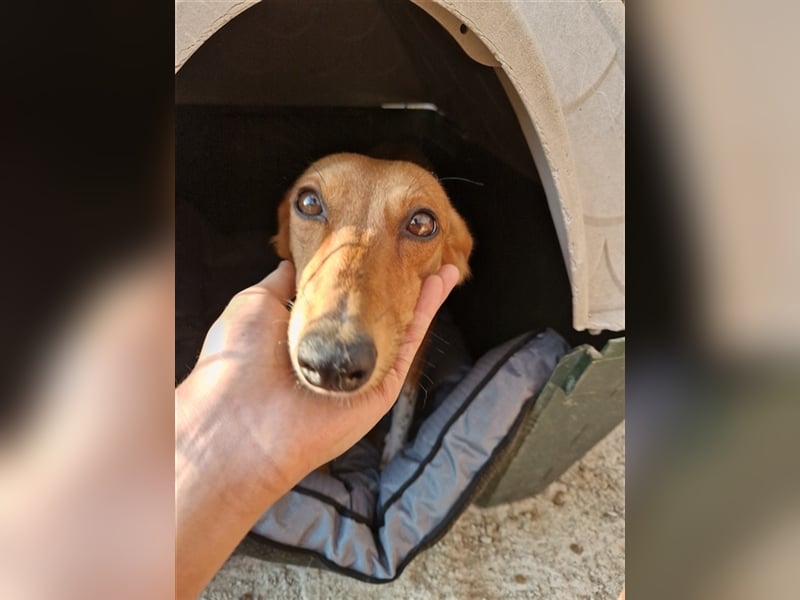 Seelenhund PHIA  (1,5 Jahre) sucht eine Familie!