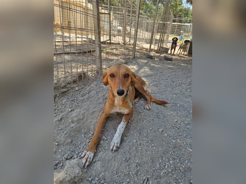 Seelenhund PHIA  (1,5 Jahre) sucht eine Familie!
