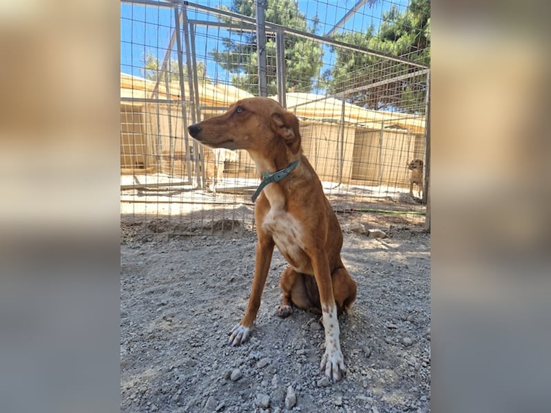 Seelenhund PHIA  (1,5 Jahre) sucht eine Familie!