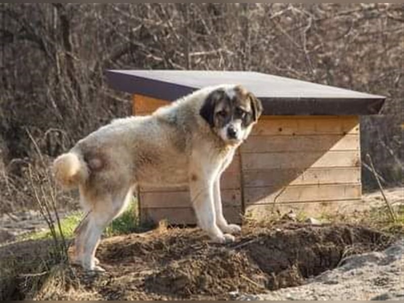 Orsina, Bulgarien sucht ihr Zuhause für immer