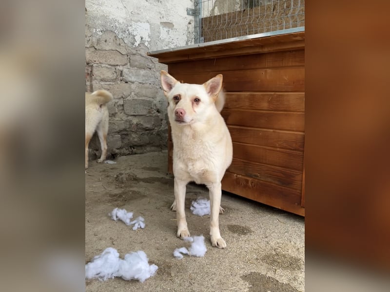 BIBA, Hündin, 3,5 Jahre, 43 cm, Mischling, Tierschutz