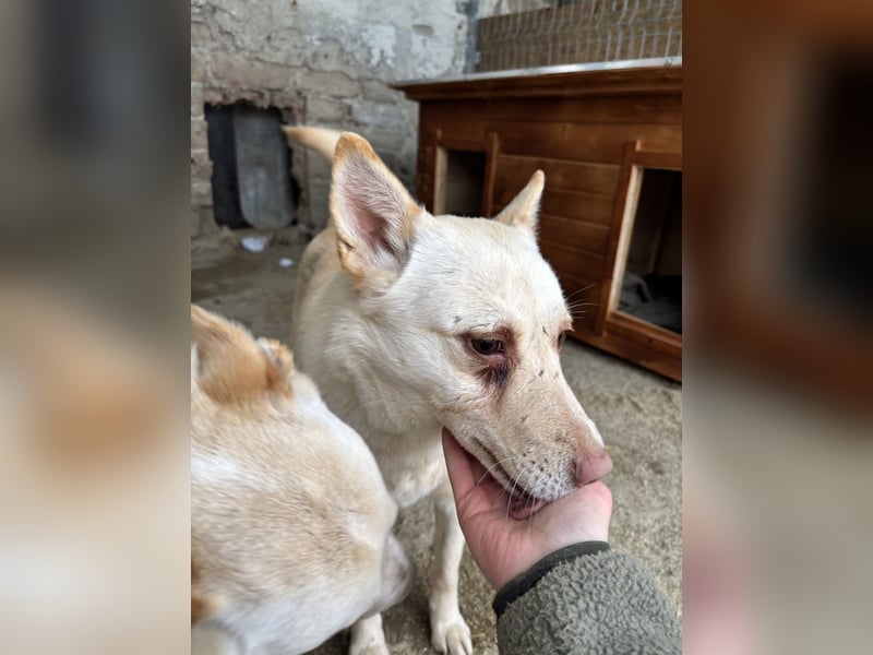 BIBA, Hündin, 3,5 Jahre, 43 cm, Mischling, Tierschutz