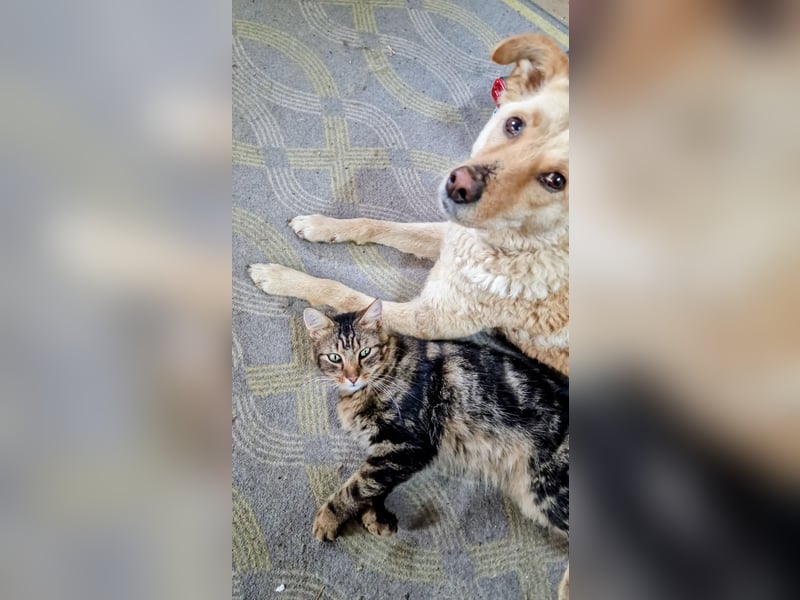Laika, Aidi, mittelgroße Hütehündin, Gechipt, sterilisiert, geimpft