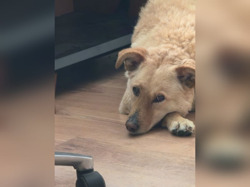 Laika, Aidi, mittelgroße Hütehündin, Gechipt, sterilisiert, geimpft