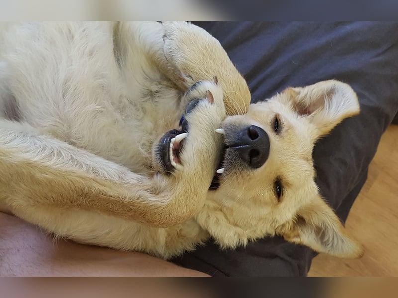 Laika, Aidi, mittelgroße Hütehündin, Gechipt, sterilisiert, geimpft