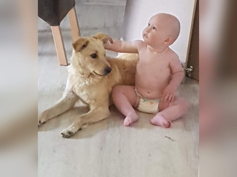 Laika, Aidi, mittelgroße Hütehündin, Gechipt, sterilisiert, geimpft