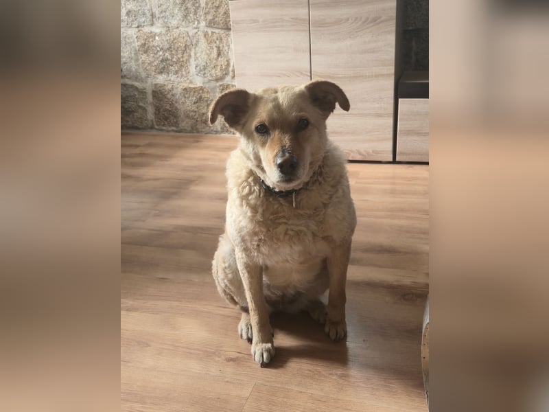 Laika, Aidi, mittelgroße Hütehündin, Gechipt, sterilisiert, geimpft