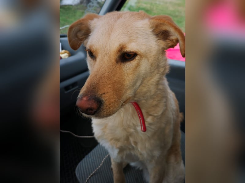 Laika, Aidi, mittelgroße Hütehündin, Gechipt, sterilisiert, geimpft