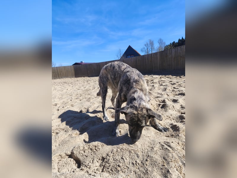 Mischlingshündin sucht einen Erfahrenen Menschen