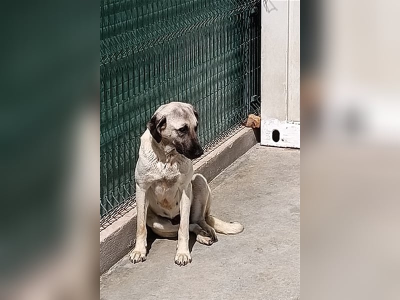Helena große Kangal Mischlingshündin Mischling Hündin sucht Zuhause oder Pflegestelle