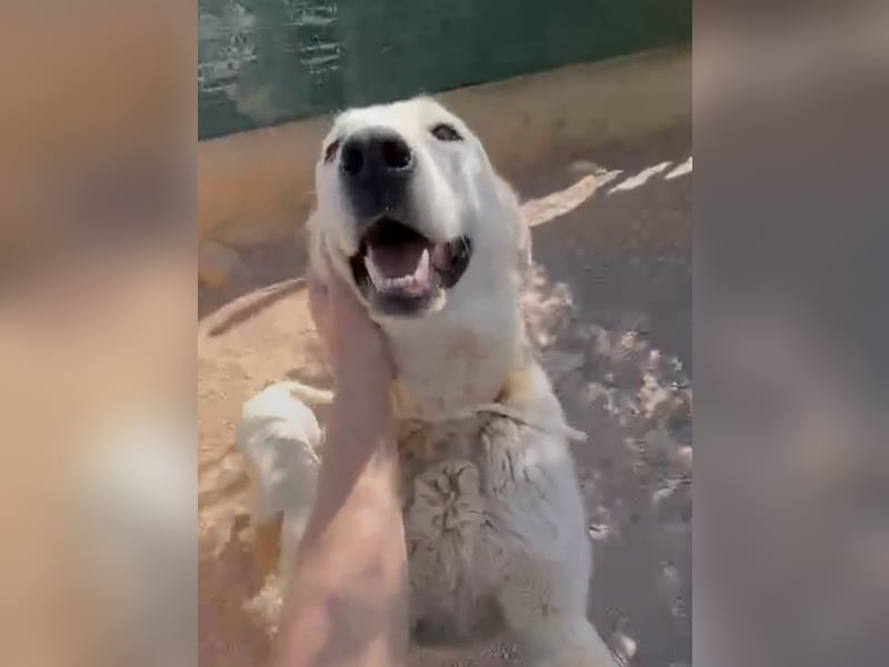 Luna große, liebe Labrador Mischlingshündin Mischling Hündin sucht Zuhause oder Pflegestelle