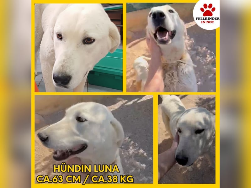 Luna große, liebe Labrador Mischlingshündin Mischling Hündin sucht Zuhause oder Pflegestelle