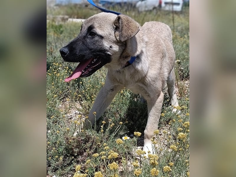 Java Kangal Mischlingshündin Welpe Junghund sucht Zuhause oder Pflegestelle