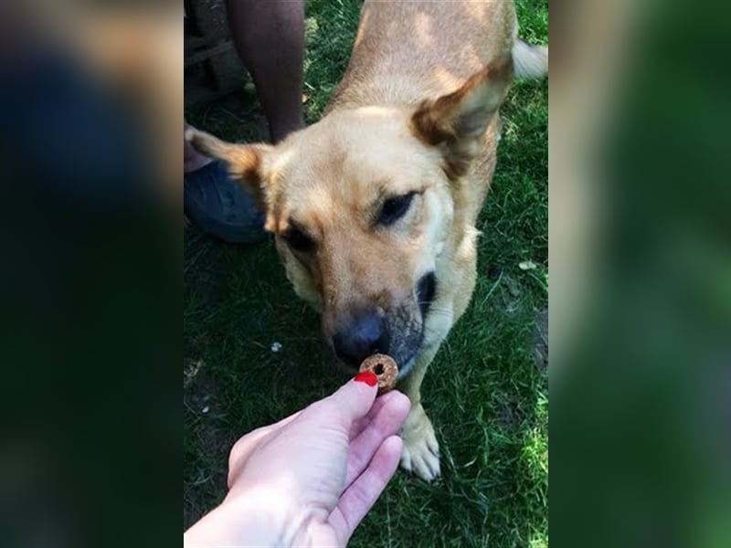 Butterfly sucht ein Zuhause oder Pflegestelle