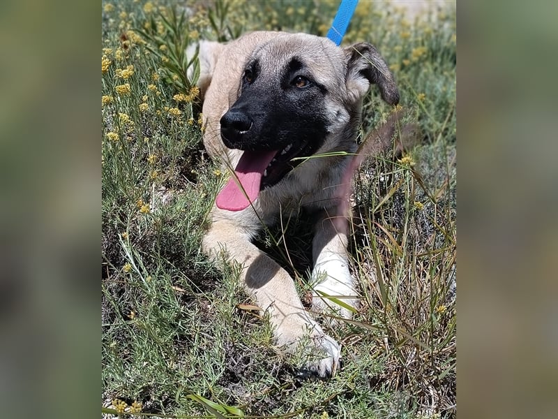 Java Kangal Mischlingshündin Welpe Junghund sucht Zuhause oder Pflegestelle