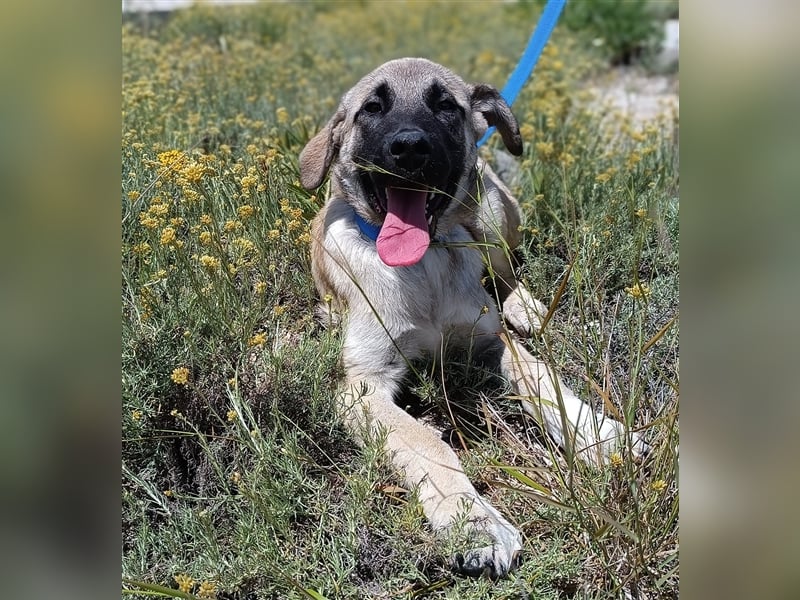 Java Kangal Mischlingshündin Welpe Junghund sucht Zuhause oder Pflegestelle