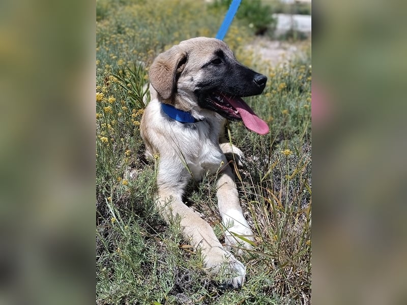Java Kangal Mischlingshündin Welpe Junghund sucht Zuhause oder Pflegestelle
