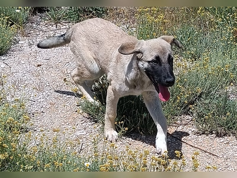 Java Kangal Mischlingshündin Welpe Junghund sucht Zuhause oder Pflegestelle