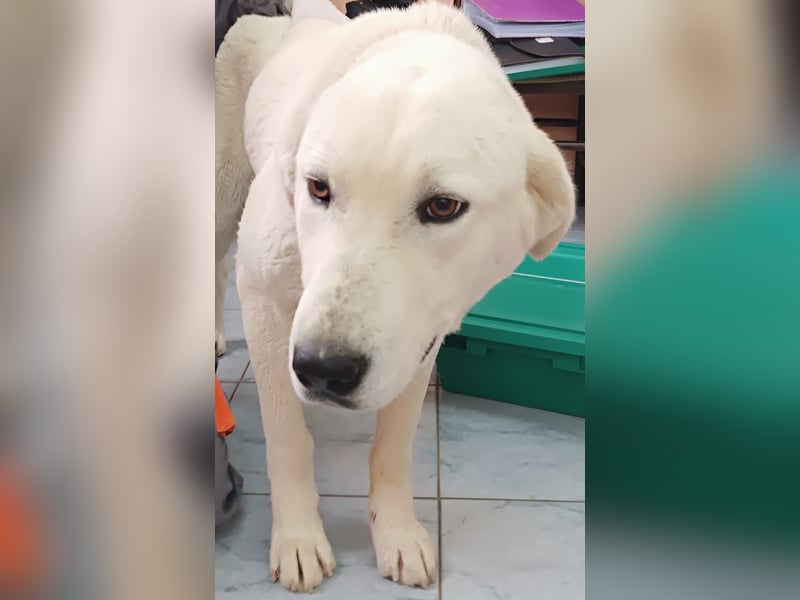 Luna große, liebe Labrador Mischlingshündin Mischling Hündin sucht Zuhause oder Pflegestelle