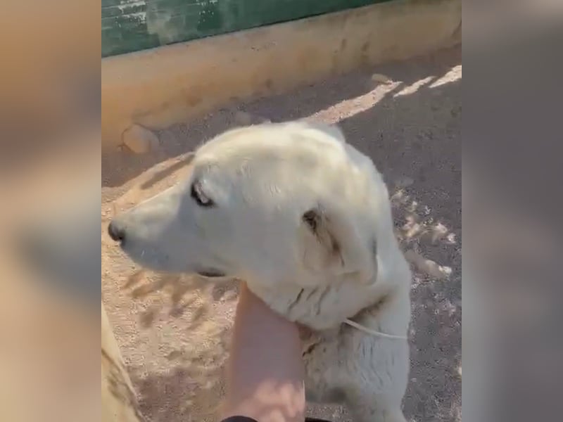 Luna große, liebe Labrador Mischlingshündin Mischling Hündin sucht Zuhause oder Pflegestelle