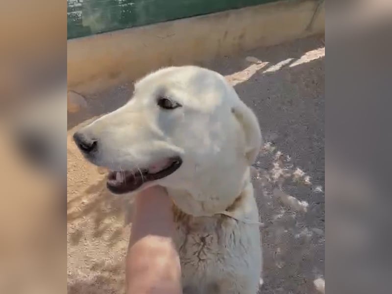 Luna große, liebe Labrador Mischlingshündin Mischling Hündin sucht Zuhause oder Pflegestelle