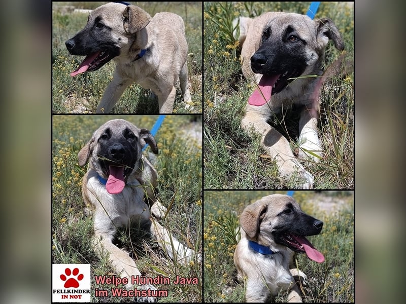 Java Kangal Mischlingshündin Welpe Junghund sucht Zuhause oder Pflegestelle