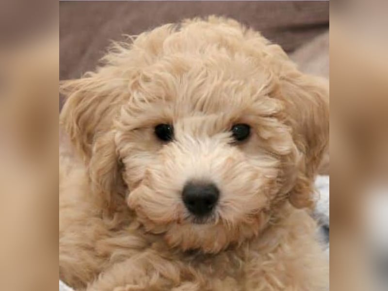 Bichon x Zwergpudel Poochon Maltipoo Havapoo Bollipoo Minidoodle