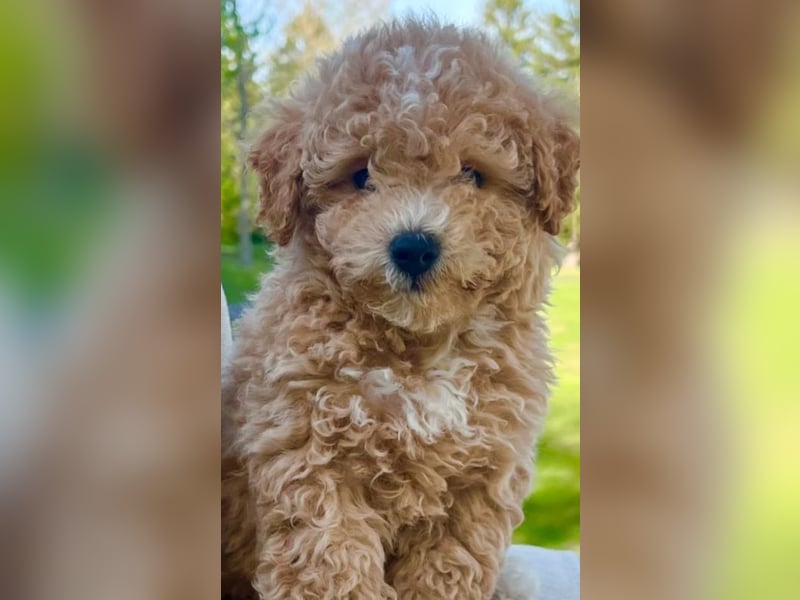 Bichon x Zwergpudel Poochon Maltipoo Havapoo Bollipoo Minidoodle