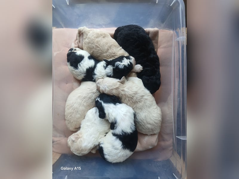 Bichon x Zwergpudel Poochon Maltipoo Havapoo Bollipoo Minidoodle