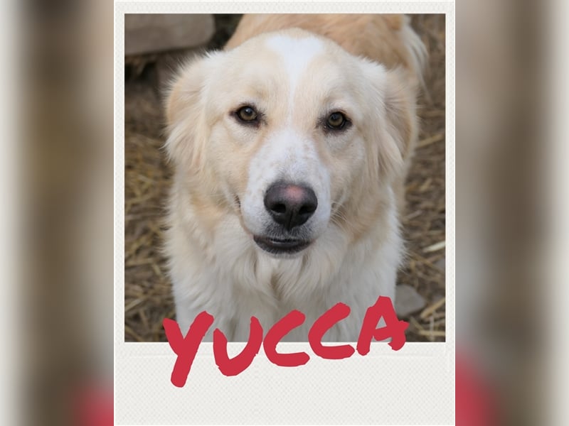 Yucca - zurückhaltende HSH