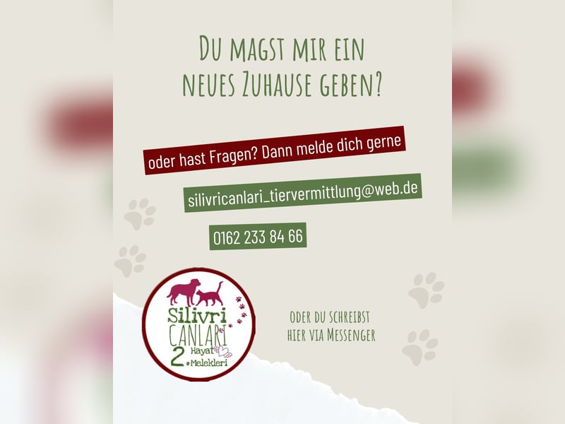 Neugierige helle Mischlingshündin sucht ein liebevolles zu Hause