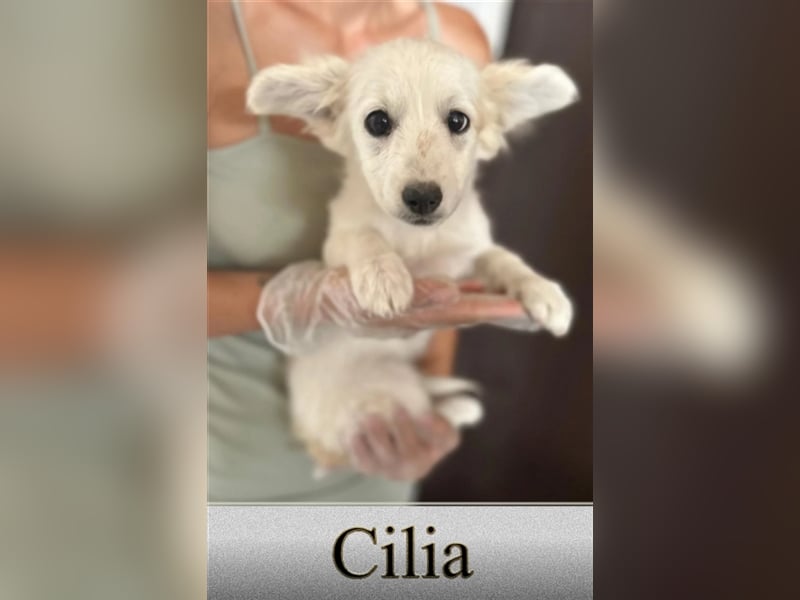Cilia - junge cremefarbene Schönheit sucht ihr Körbchen ❤️