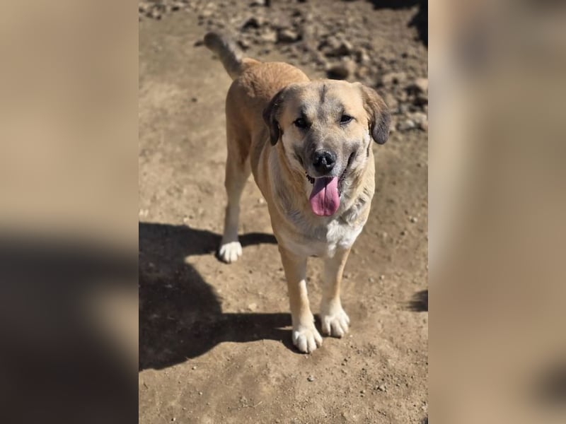 Momo sucht wundervolles Zuhause!