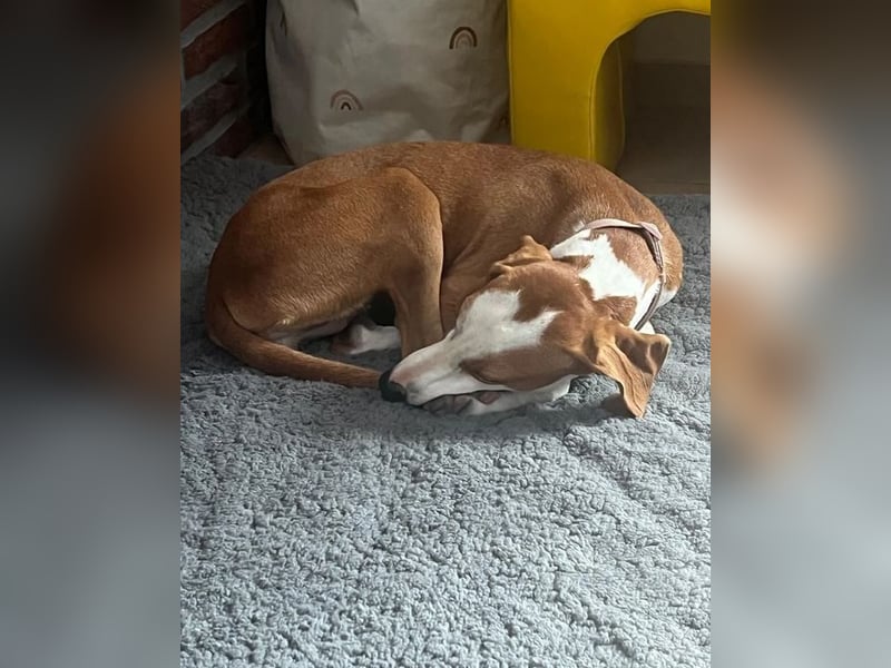 Annie – unkompliziert, freundlich und bereit für ihr Zuhause. Auf PS in DE!