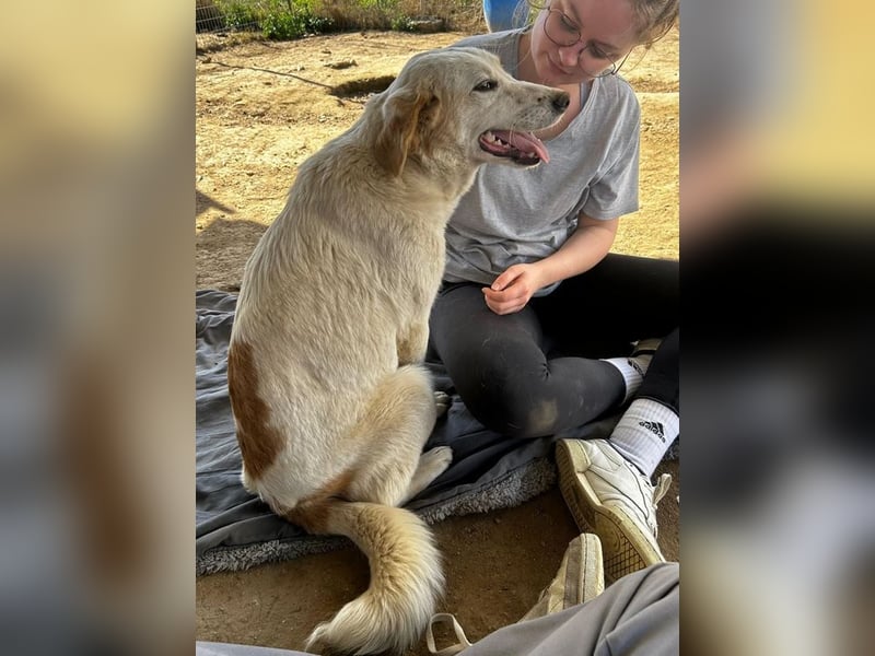 Hallo, ich bin Fiona, eine kleine Griechin und suche ein tolles Zuhause!