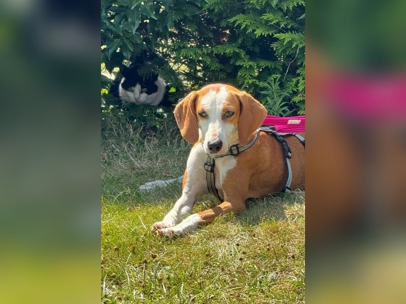 Annie – unkompliziert, freundlich und bereit für ihr Zuhause. Auf PS in DE!