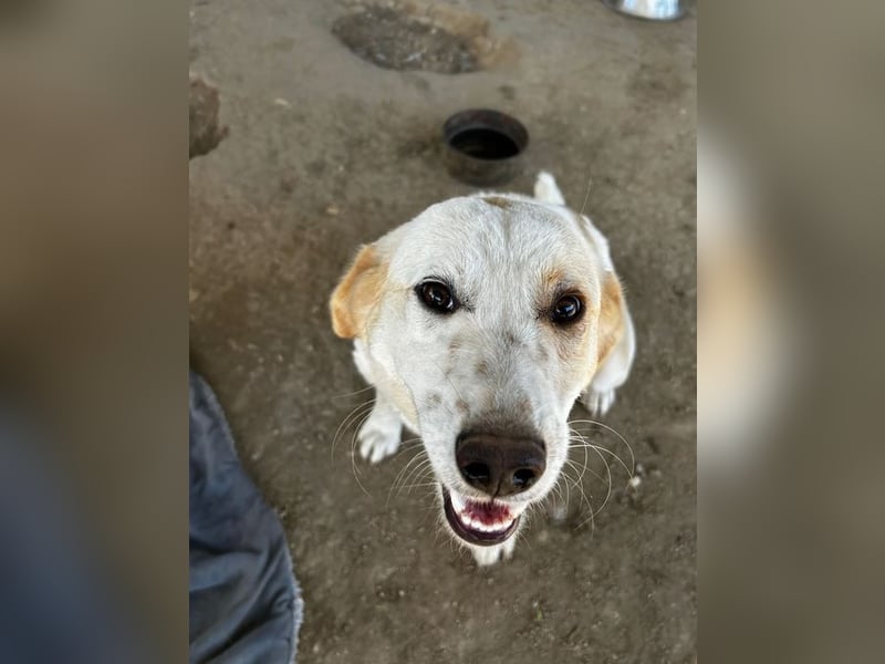 Hallo, ich bin Fiona, eine kleine Griechin und suche ein tolles Zuhause!