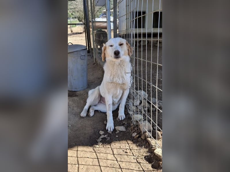 Hallo, ich bin Fiona, eine kleine Griechin und suche ein tolles Zuhause!