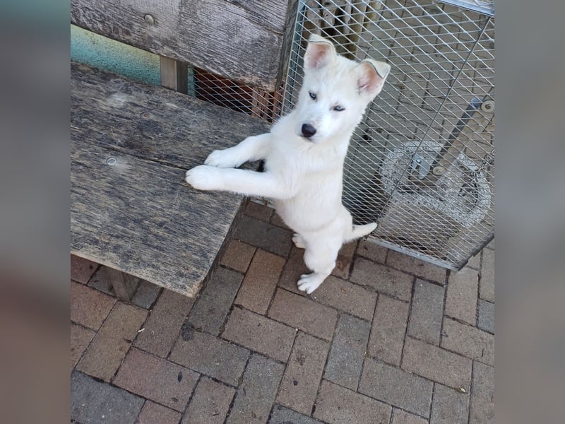 Akita-Husky Welpen