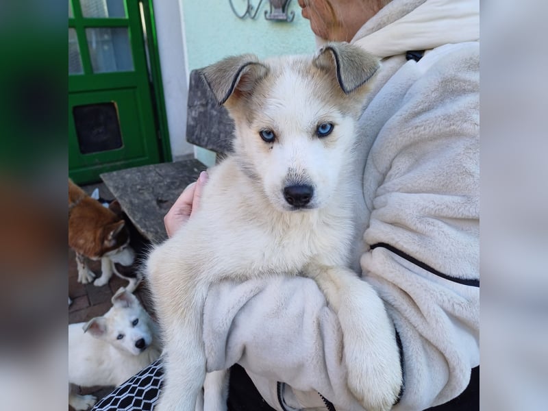 Akita-Husky Welpen
