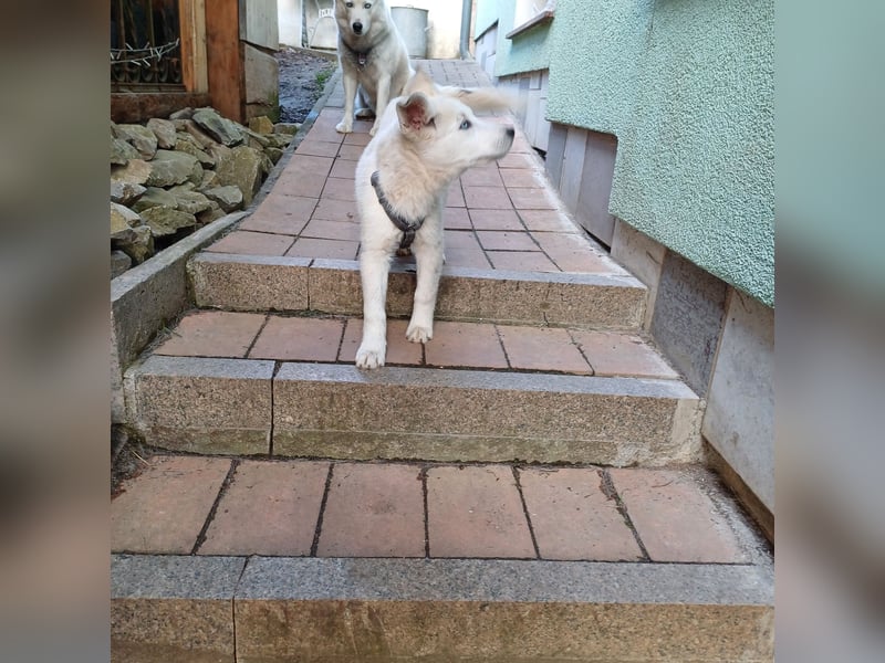 Akita-Husky Welpen
