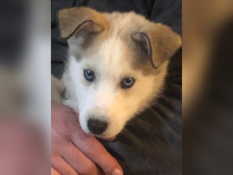 Akita-Husky Welpen