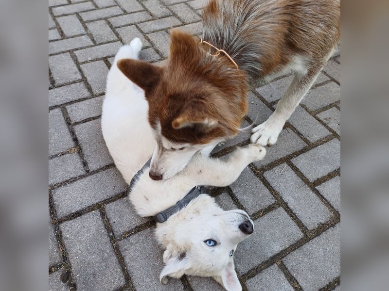 Akita-Husky Welpen