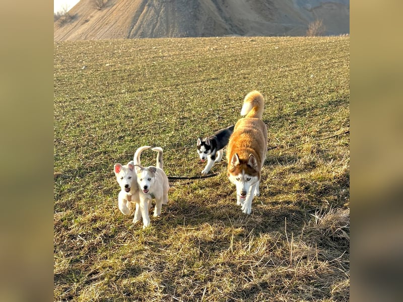 Akita-Husky Welpen